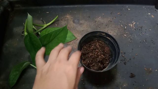 SCINDAPSUS PICTUS "Exotica" Care & Propagation смотреть онлайн