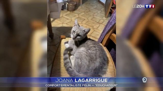 Un chat voyageur : il parcourt 600 km à travers la France ! смотреть онлайн