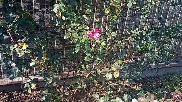 ?Обработка роз осенью.Когда и чем? смотреть онлайн