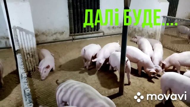 Свиньи кума.Спустя один месяц.Результат.Откорм свиней.Покупка свиней на Серво Люкс Генетик.Часть 2 смотреть онлайн
