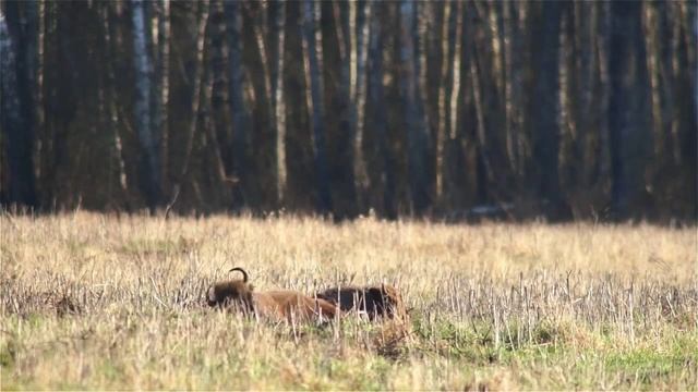 Зубр и песчаные ванны. Bison and sand bath. смотреть онлайн