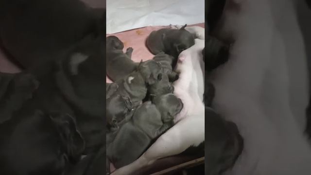 Малышки смотреть онлайн