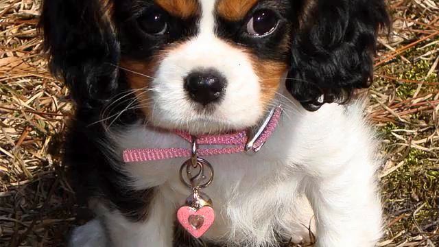 Песня для Лены. Просто класс! Люблю! смотреть онлайн