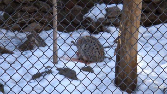 Дикая кошка ест сырое мясо смотреть онлайн