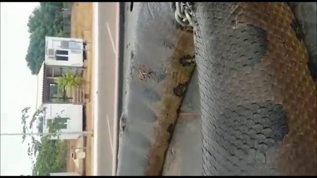 Anaconda - Giant snake found in Brazil - Cobra de 10 metros encontrada no Pará. смотреть онлайн