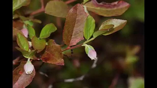 Vaccinium myrtillus and Benefits смотреть онлайн