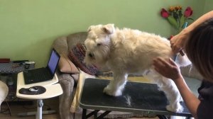 Тримминг трёх цвергшнауцеров разных окрасов