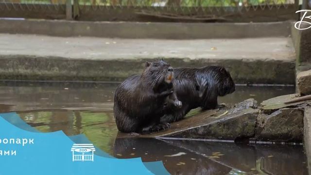 Пансионат "Волна" смотреть онлайн