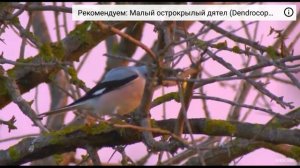Чернолобый сорокопут.