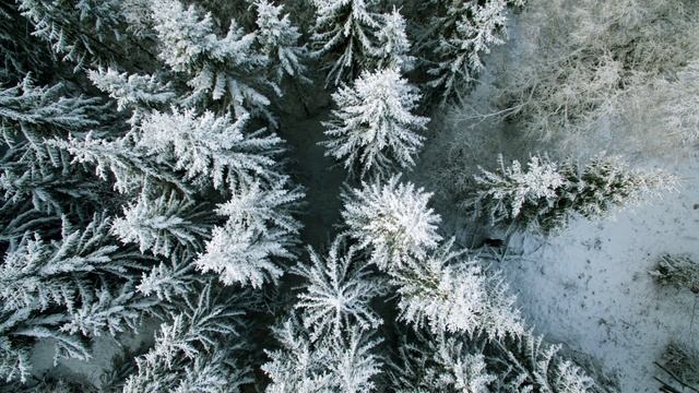 Необычные животные Севера смотреть онлайн