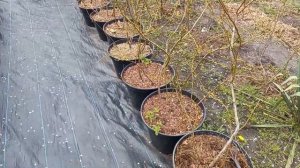 2я и 3я подкормка голубики (апрель,  май и июнь).