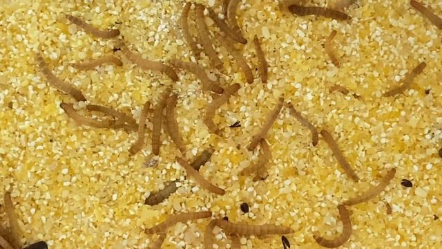 Полезный клоп Подизус против Колорадского жука смотреть онлайн