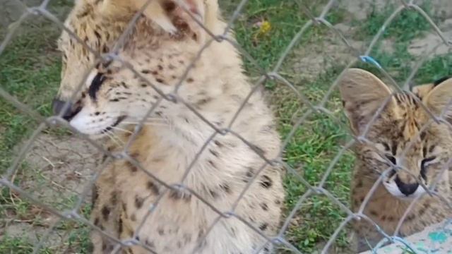 Зоопарк в Николаеве/Zoo in Nikolayev 2021 смотреть онлайн