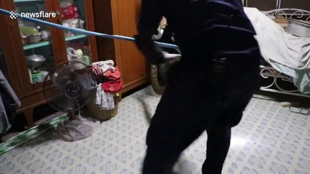 Liveleak.COM | 10ft long python caught after hiding in bedroom while hunting pet kitten смотреть онлайн
