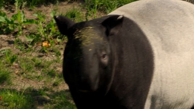 Malayan Tapirs Struggle to Mate | The Secret Life of the Zoo | Nature Bites смотреть онлайн
