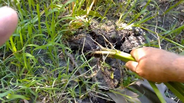 падалица чеснока 050722 смотреть онлайн