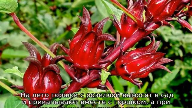 Гибискус каркаде: описание, свойства растения смотреть онлайн