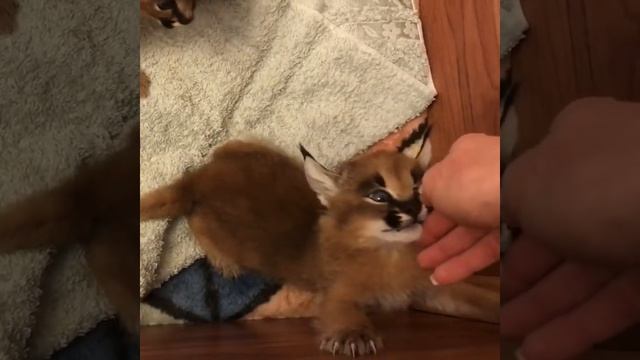 Вы такое слышали?! Шок! Маленький каракал кричит. Did you hear something like that?! смотреть онлайн