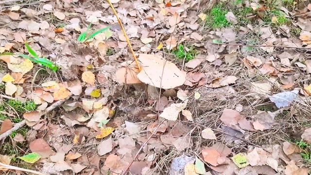 Отдых и сбор грибов, много красноголовцев,белые 2.Relaxing, picking mushrooms in the forest 2. смотреть онлайн