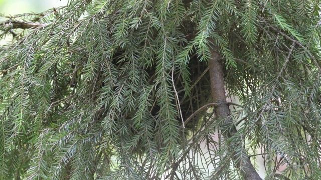 Крапивник | Eurasian Wren | Troglodytes troglodytes Гнездо 220708-2 на ели 4k60f ♂ строит смотреть онлайн