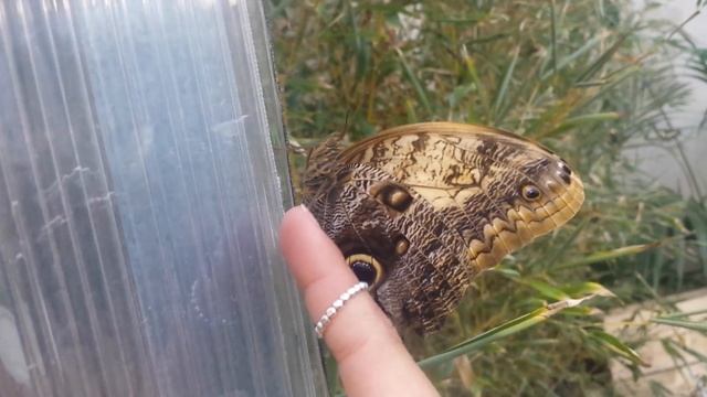 Giant Owl fly away - pale owl butterfly fly away (Caligo memnon) смотреть онлайн