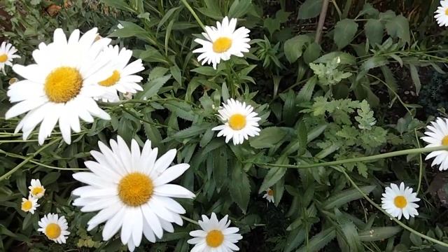 Нивяник обыкновенный,описание,легенда смотреть онлайн