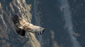 Полёт кондора. Condor fly. El condor pasa. Кондор летит.