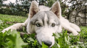 ПОРОДЫ СОБАК: ХАСКИ