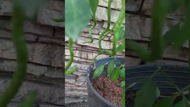 Thunder Mountain Longhorn, острый перец Громовая гора Лонгхорн смотреть онлайн