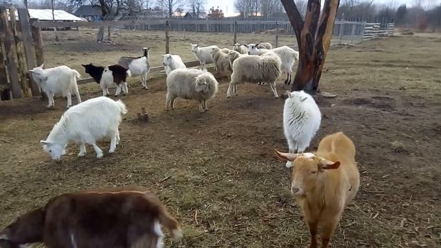 Козы как вредители в хозяйстве/обратная сторона коз и овец на участке смотреть онлайн