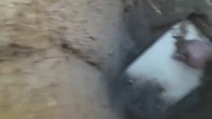 Посадка плодовых деревьев в песок. #сажаем#песок#Фуад