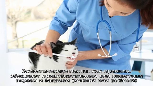Чистка зубов кошке и коту смотреть онлайн