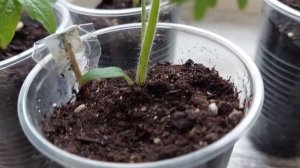 от А до Я томаты круглый год томат зимой на подоконнике выращиваем томат зимой на подоконнике