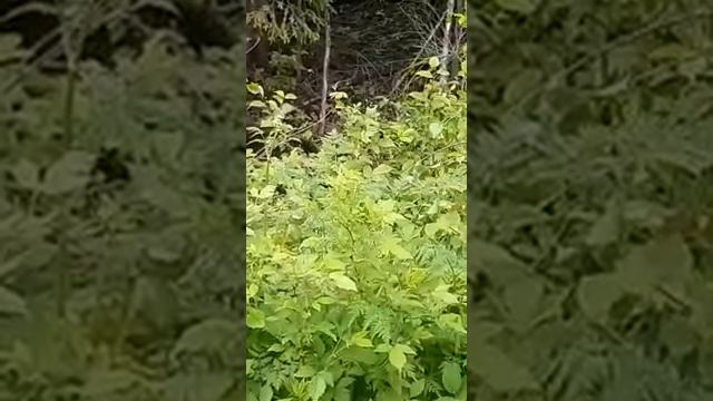 Медведь в ярости! смотреть онлайн