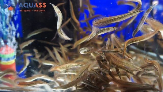 ?Aquass - Макрогнатус глазчатый (Macrognathus aculeatus) смотреть онлайн