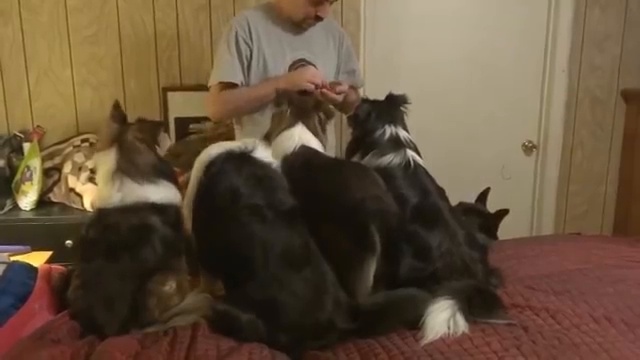 Жили у хозяина четыре пса, один - хитрый смотреть онлайн