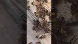 Сравниваем карнику и средне-русскую пчелу. Как выглядят.