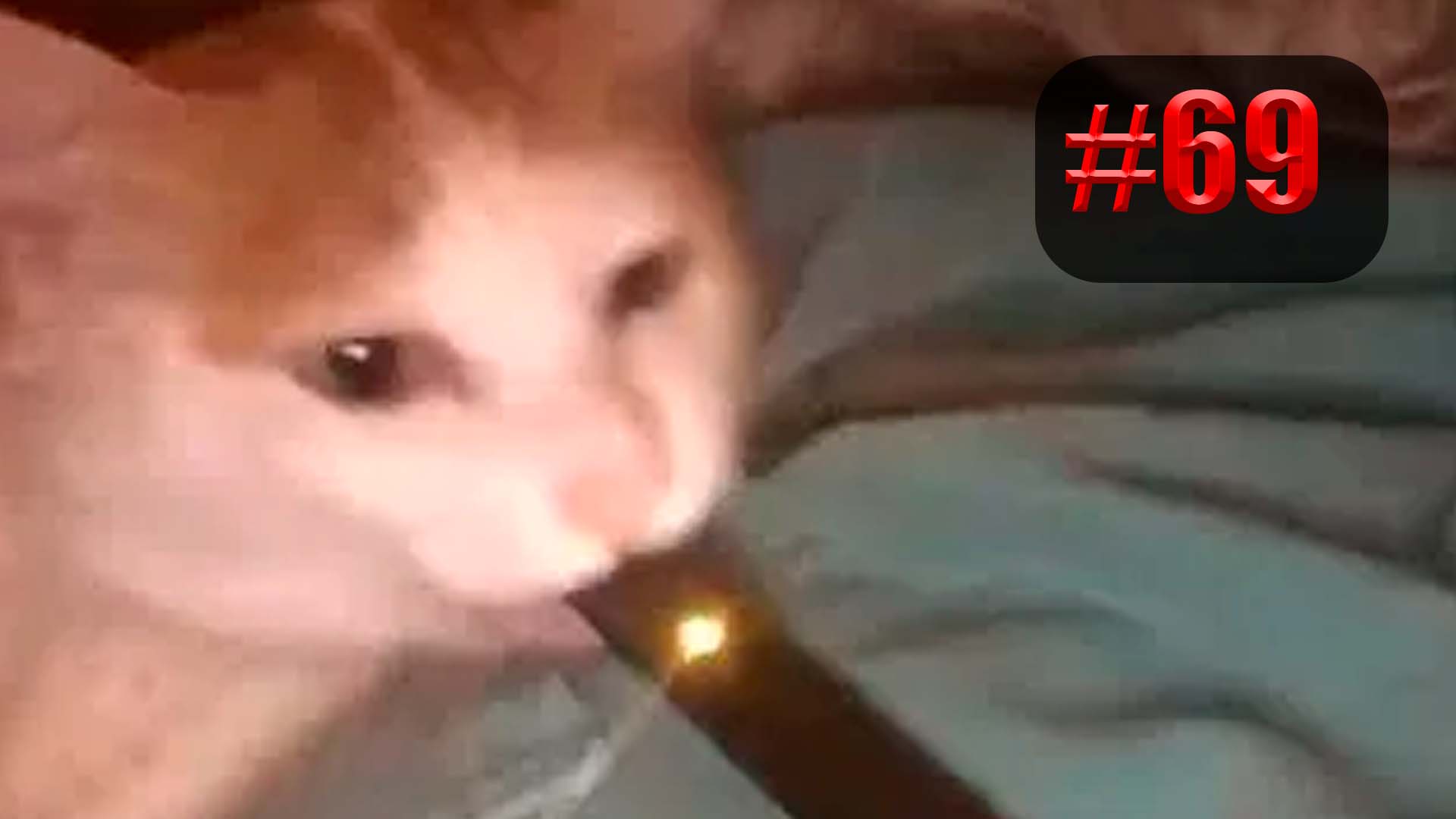 825 секунд Смеха ?? Смешных моментов | приколы лучшие до слез ?? 2022 Смешные коты #69 смотреть онлайн