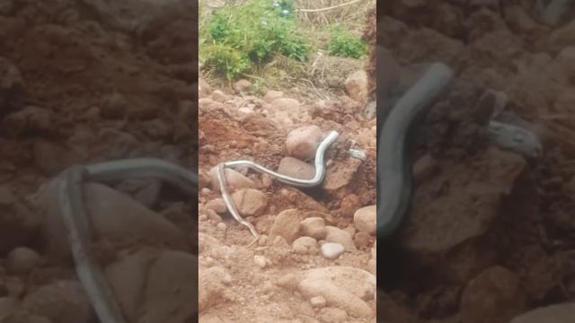 python snake rescue | ajgar snake rescue смотреть онлайн