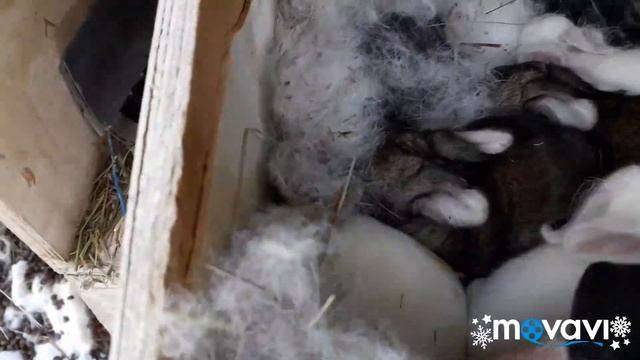 Обзор. Кролики порода Белый Великан и Фландер. Окрол крольчихи, что пошло не так. смотреть онлайн