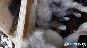 Обзор. Кролики порода Белый Великан и Фландер. Окрол крольчихи, что пошло не так.