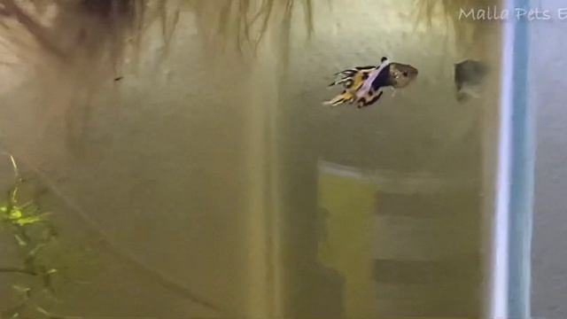 Guppy fry from dumbo ears guppies project - Guppy Nepal - Malla Pets Empire смотреть онлайн