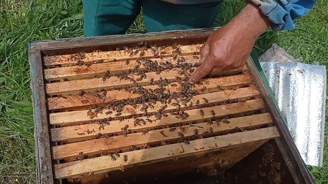 Подсадка неплодки в "хвост" 26 мая 2021 г. смотреть онлайн