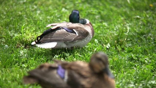 Canon Legria HF G25 / Vixia HF G20 und SGblade 35mm - Tiefenschärfe / depht of field смотреть онлайн