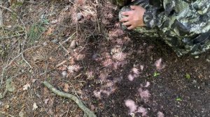 ЧЕРНЫЙ ТРЮФЕЛЬ | Самый дорогой гриб ?⭐️