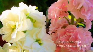 Выращиваем левкой из семя