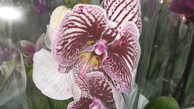 Шикарный Сочинский завоз. Разнообразие Биг Липов,орхидей фаленопсис.Оптовая база, пер. Промышенный смотреть онлайн