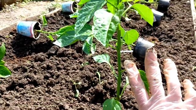 Высадка рассады перца сладкого в открытый грунт 20.05.2022 г.