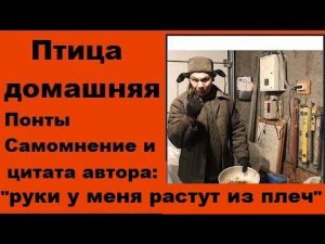 Птица домашняя -  одни понты и самолюбование