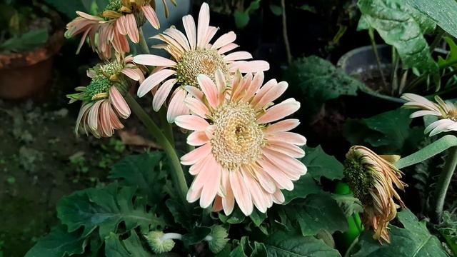 How care and grow gerbera. смотреть онлайн